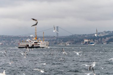 Seascape of Istanbul and plenty of seaguls