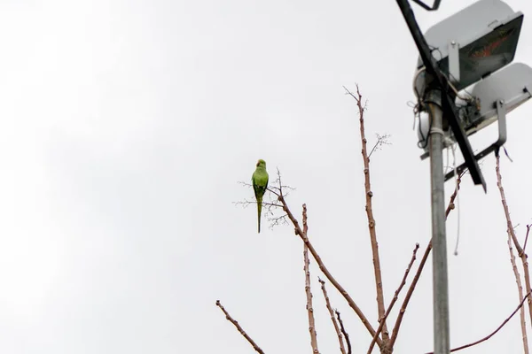 Zielona Papuga Drzewie Środowisku Miejskim — Zdjęcie stockowe