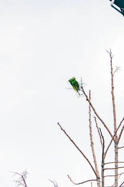 Зеленый Попугай Дереве Городской Среде — стоковое фото