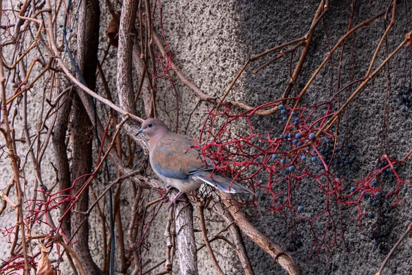 カメは壁の近くの果物の枝に鳩 — ストック写真