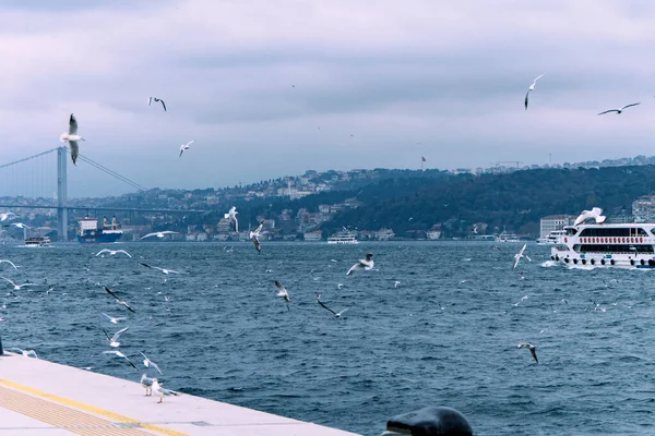 Seascape Istanbul Plenty Seaguls — Photo