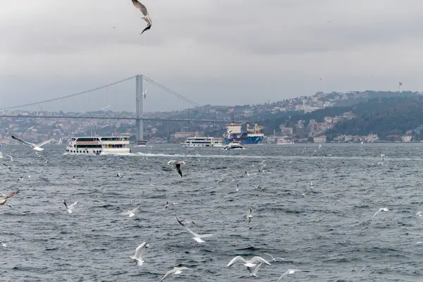 Seascape Istanbul Plenty Seaguls — стоковое фото