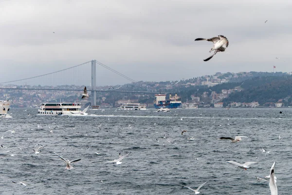 Seascape Istanbul Plenty Seaguls — Stock fotografie