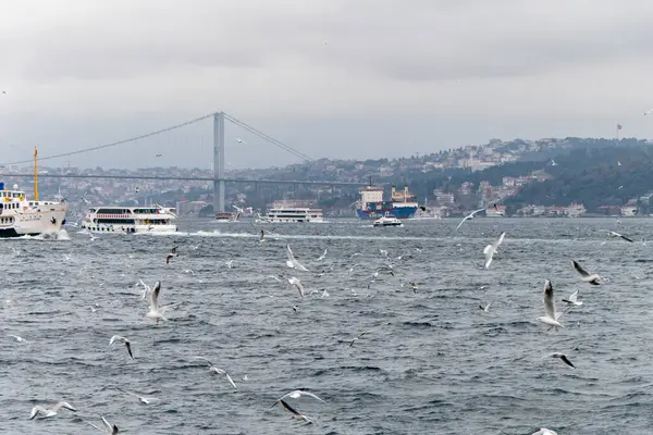 Seascape Istanbul Plenty Seaguls — Photo