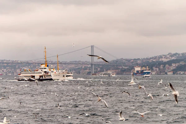 Seascape Istanbul Plenty Seaguls — стоковое фото