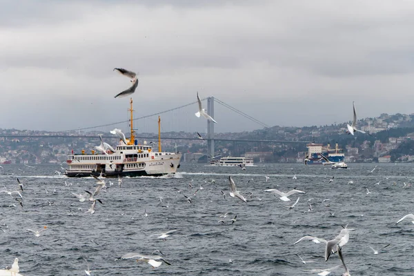Seascape Istanbul Plenty Seaguls — Stok fotoğraf