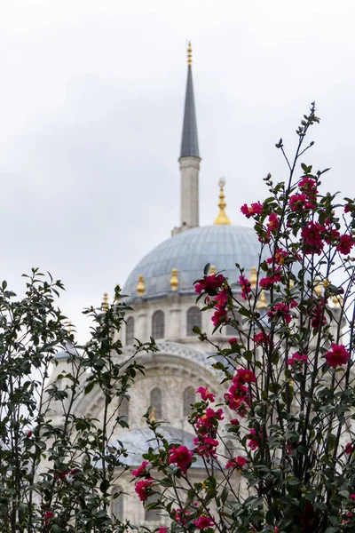 Nusretiye Τζαμί Στην Κωνσταντινούπολη Τουρκία Άποψη Πίσω Από Ροζ Λουλούδια — Φωτογραφία Αρχείου