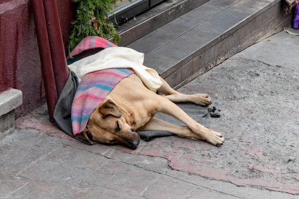 Obdachloser Hund Liegt Mit Decke Bedeckt Auf Der Straße Stockbild