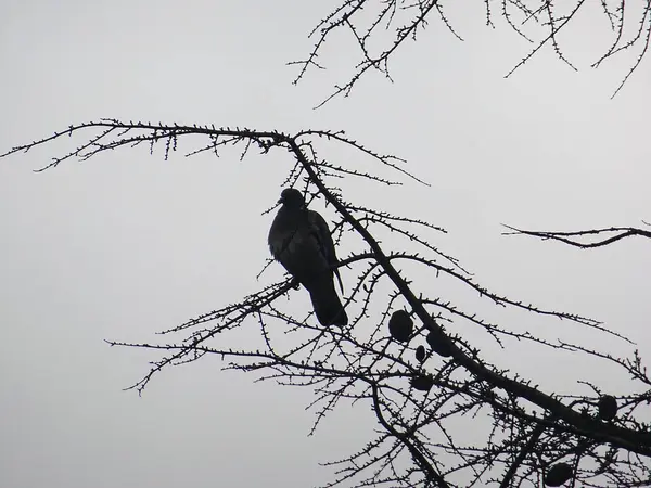 Pigeon Tree Branch Light — Stock Photo, Image