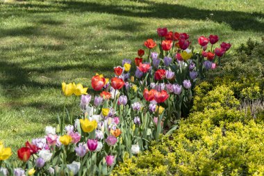 Baharda bir sürü renkli lalesi olan Yeşil İstanbul Parkı