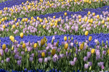 Büyük üzüm tarlası sümbül çiçekleri ve pastel renkli laleler.