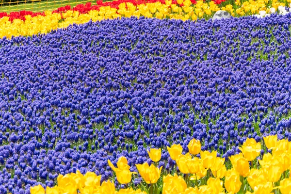 Renkli Laleler Üzümlü Sümbül Tarlasının Yakın Görüntüsü — Stok fotoğraf