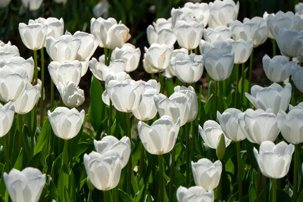 stock image Close View of plenty of white tulips in a garden