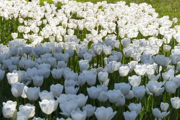 Zavřít Pohled Spoustu Bílých Tulipánů Zahradě — Stock fotografie