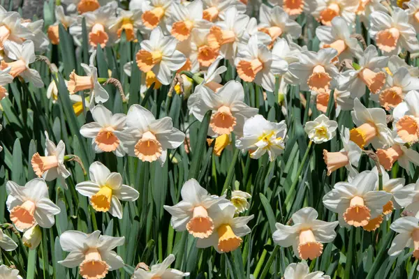 Близкий Вид Нарциссы Цветы Саду — стоковое фото