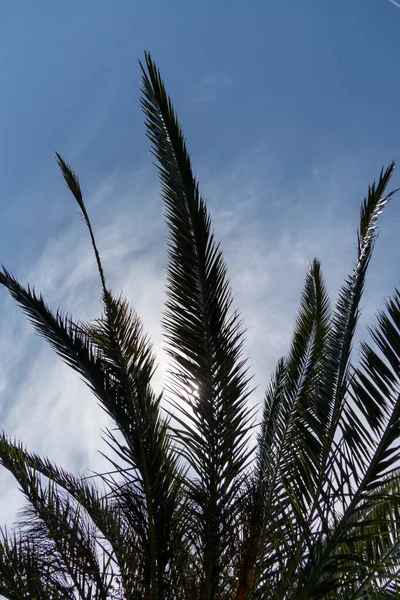 Pohled Zdola Palmy Pozadí Oblohy — Stock fotografie