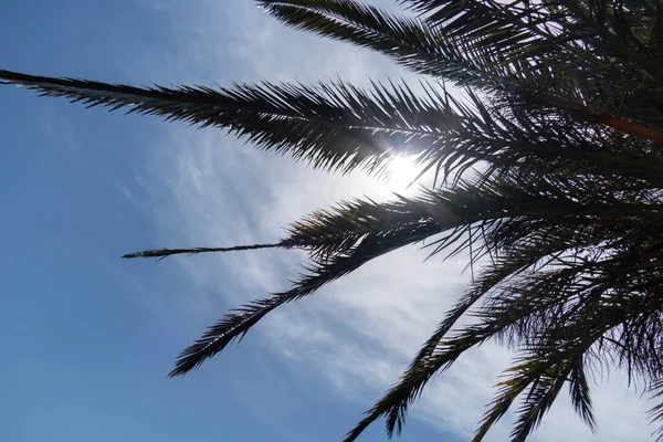 Utsikt Från Nedanför Palm Tree Sky Bakgrund — Stockfoto