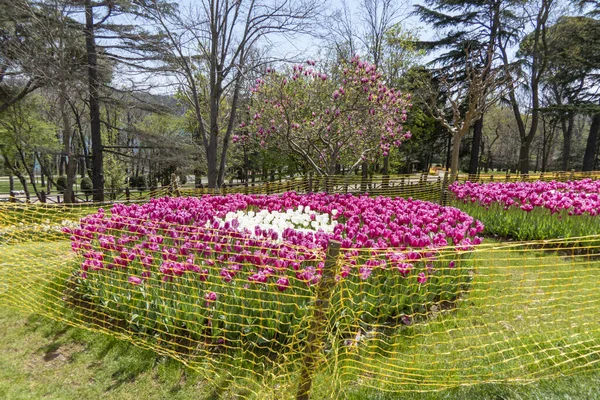 园中有大量的粉红色郁金香 — 图库照片