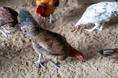 Ayam Kampung Endonezya ve Malezya kökenli bir tavuk türüdür.