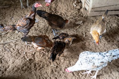 Ayam Kampung Endonezya ve Malezya kökenli bir tavuk türüdür.