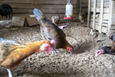 Ayam Kampung Endonezya ve Malezya kökenli bir tavuk türüdür.