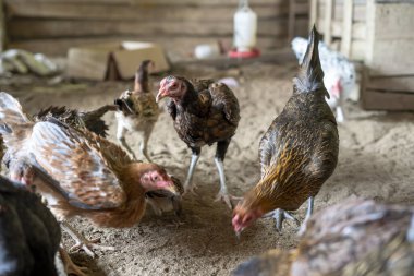 Ayam Kampung Endonezya ve Malezya kökenli bir tavuk türüdür.