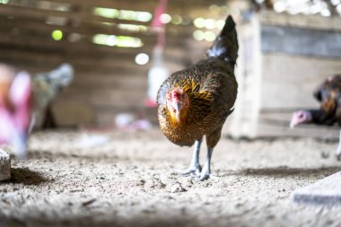 Ayam Kampung Endonezya ve Malezya kökenli bir tavuk türüdür.