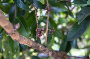 Jamaika guava çiçeği veya daha çok Darsono su guava bitkisi olarak bilinir.