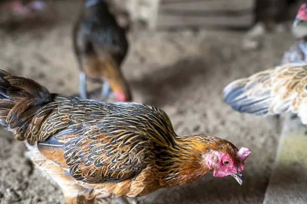 Ayam Kampung Endonezya ve Malezya kökenli bir tavuk türüdür.