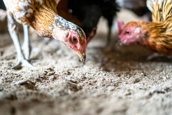 Ayam Kampung Endonezya ve Malezya kökenli bir tavuk türüdür.