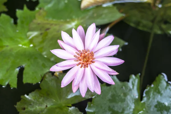 Güzel su zambağı ya da bunga teratai / lotus çiçeği gölette, doğa arka planında.