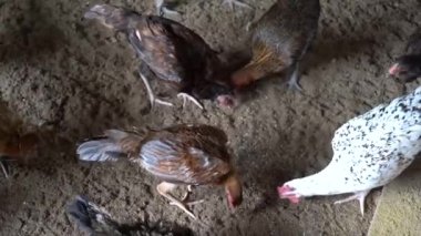 Ayam Kampung Endonezya ve Malezya kökenli bir tavuk türüdür.