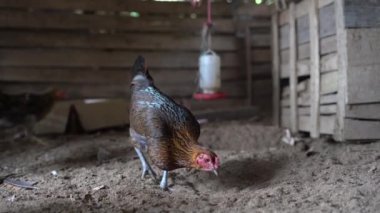 Ayam Kampung Endonezya ve Malezya kökenli bir tavuk türüdür.