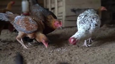 Ayam Kampung Endonezya ve Malezya kökenli bir tavuk türüdür.