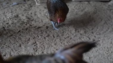 Ayam Kampung Endonezya ve Malezya kökenli bir tavuk türüdür.