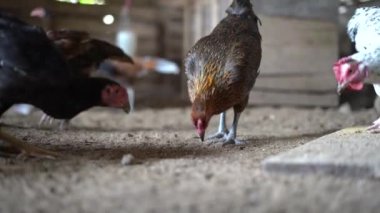 Ayam Kampung Endonezya ve Malezya kökenli bir tavuk türüdür.
