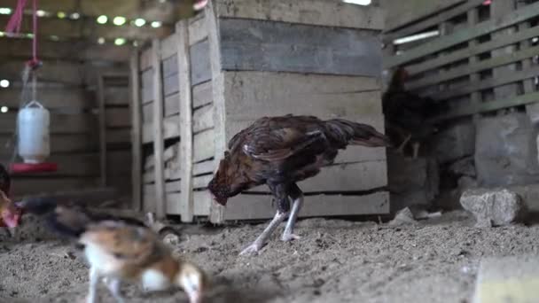 Ayam Kampung Είναι Ένα Είδος Κοτόπουλου Που Προέρχεται Από Την — Αρχείο Βίντεο