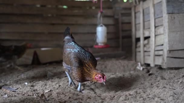 Ayam Kampung Adalah Sejenis Ayam Yang Berasal Dari Indonesia Dan — Stok Video