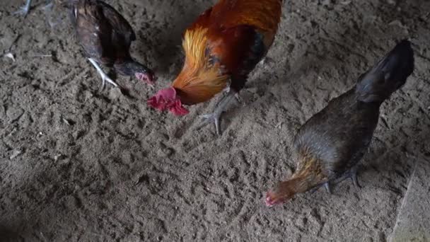 Ayam Kampung Type Chicken Originating Indonesia Malaysia — Stock Video