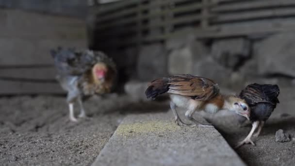 Ayam Kampung Typ Kyckling Från Indonesien Och Malaysia — Stockvideo