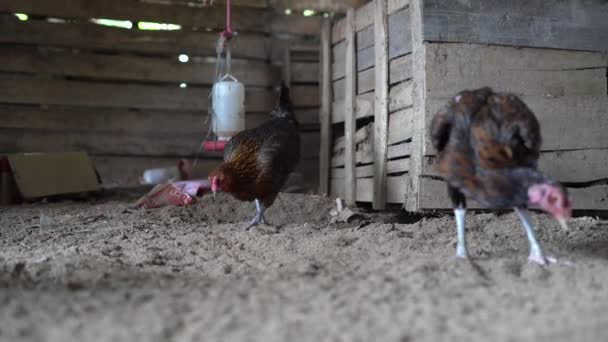 Ayam Kampung Rodzaj Kurczaka Pochodzącego Indonezji Malezji — Wideo stockowe