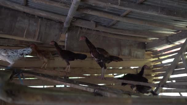 Ayam Kampung Type Chicken Originating Indonesia Malaysia — Stock Video
