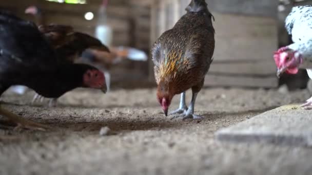 Ayam Kampung Typ Kyckling Från Indonesien Och Malaysia — Stockvideo