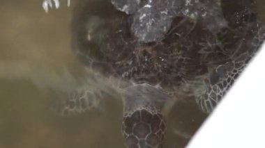 Kaplumbağa Ujung Genteng, Sukabumi, Endonezya 'da korunuyor.