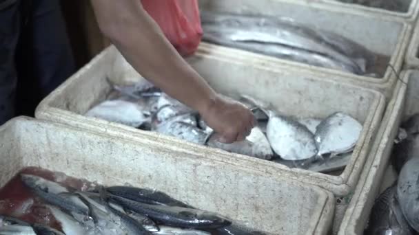 Ikan Laut Segar Untuk Dijual Pasar Tradisional Indonesia Pantai Ujung — Stok Video