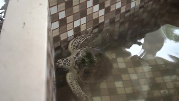 Sköldpadda Bevarande Ujung Genteng Sukabumi Indonesien — Stockvideo