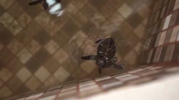 Baby Turtle Conservation Ujung Genteng Sukabumi Indonesia — Stok Video