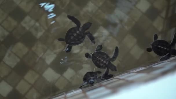 养护中的海龟宝宝 印度尼西亚苏卡布米Ujung Genteng — 图库视频影像