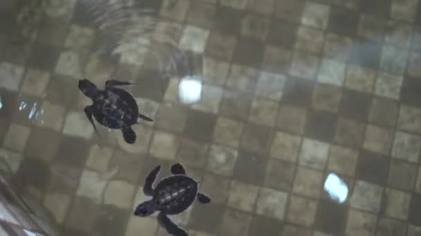 Baby Turtle Conservation Ujung Genteng Sukabumi Indonesia — Video Stock