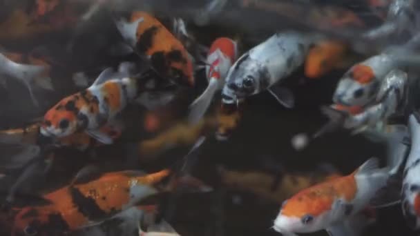Peixe Koi Colorido Nadando Lagoa — Vídeo de Stock